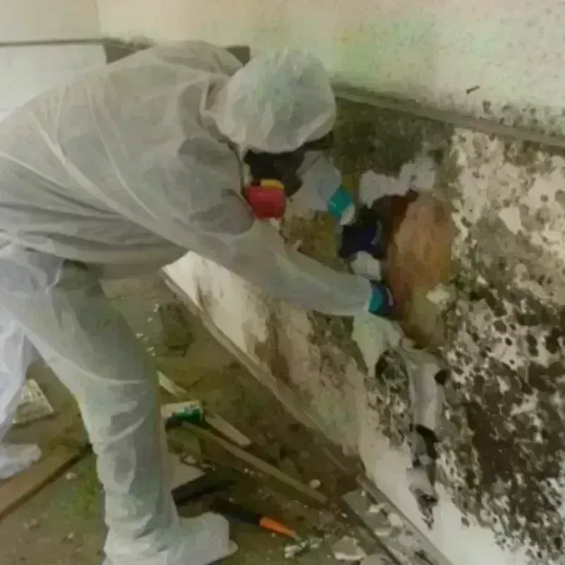 Best Mold Remediation and Removal Service in Whitinsville, MA